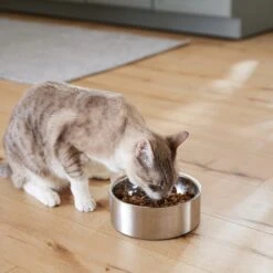 Frisco Insulated Non-Skid Flair Stainless Steel Dog & Cat Bowl -Frisco Sales Store 261753 PT7. AC SS1800 V1623937560