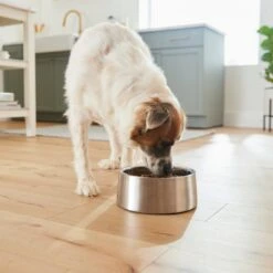 Frisco Insulated Non-Skid Stainless Steel Dog & Cat Bowl 13 Frisco Insulated Non-Skid Stainless Steel Dog & Cat Bowl -Frisco Sales Store 261757 PT5. AC SS1800 V1623937435