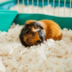 Frisco Small Pet Paper Bedding -Frisco Sales Store 263926 PT5. AC SS1800 V1625586696