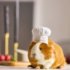 Frisco Chef Guinea Pig Costume Hat, One Size -Frisco Sales Store 265887 PT8. AC SS1800 V1624307877