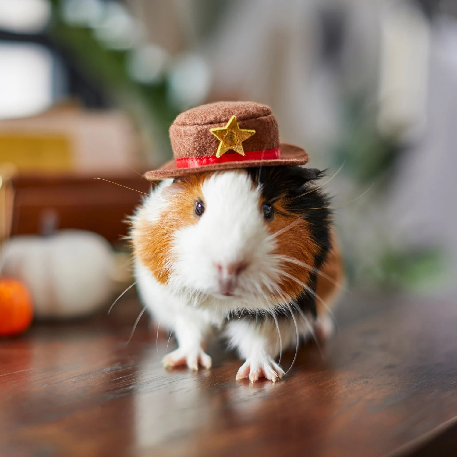 Frisco Cowboy Guinea Pig Costume Hat, One Size 4 Frisco Cowboy Guinea Pig Costume Hat, One Size - Image 4