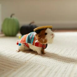 Frisco Serape Guinea Pig Costume, One Size -Frisco Sales Store 265895 PT8. AC SS1800 V1624341275