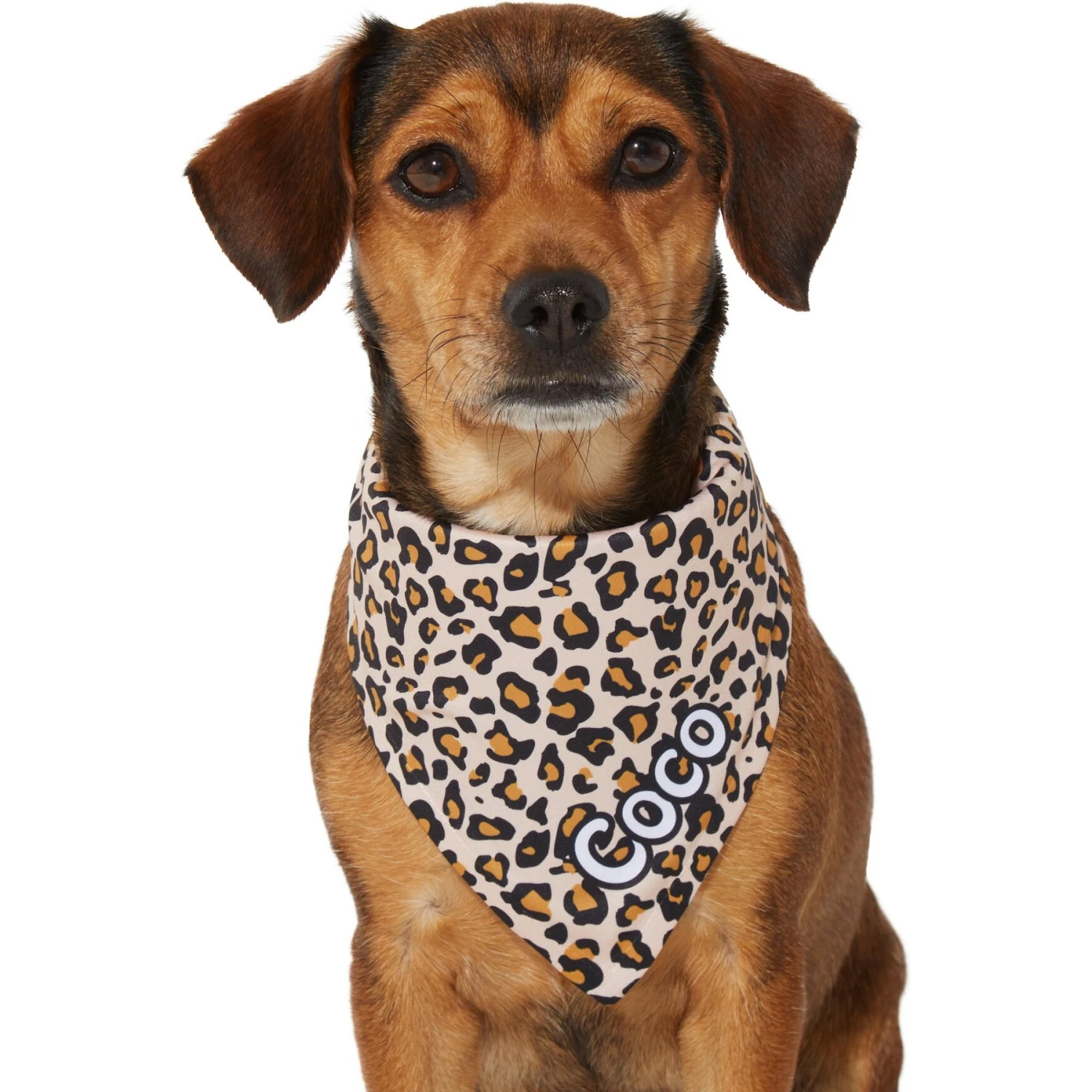 Frisco Leopard Print Personalized Dog & Cat Bandana 7 Frisco Leopard Print Personalized Dog & Cat Bandana - Image 7