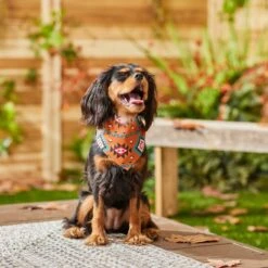 Frisco Southwest Dog & Cat Bandana 13 Frisco Southwest Dog & Cat Bandana -Frisco Sales Store 267904 PT5. AC SS1800 V1637679734