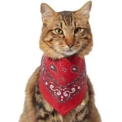 Frisco Red Paisley Dog & Cat Bandana 11 Frisco Red Paisley Dog & Cat Bandana -Frisco Sales Store 267919 PT3. AC SS1800 V1637652719