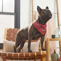 Frisco Red Paisley Dog & Cat Bandana 13 Frisco Red Paisley Dog & Cat Bandana -Frisco Sales Store 267919 PT5. AC SS1800 V1637687581