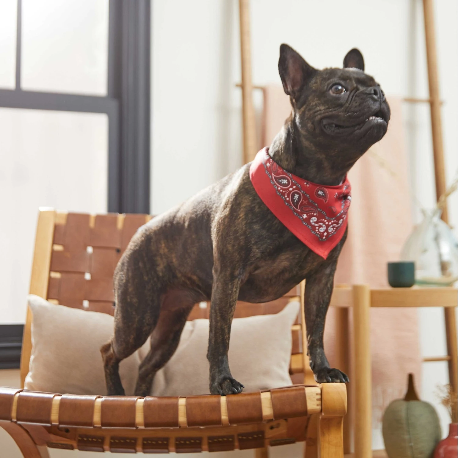 Frisco Red Paisley Dog & Cat Bandana 6 Frisco Red Paisley Dog & Cat Bandana - Image 6