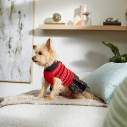 Frisco Chenille Knit Striped Dog & Cat Dress -Frisco Sales Store 268668 PT8. AC SS1800 V1629762896