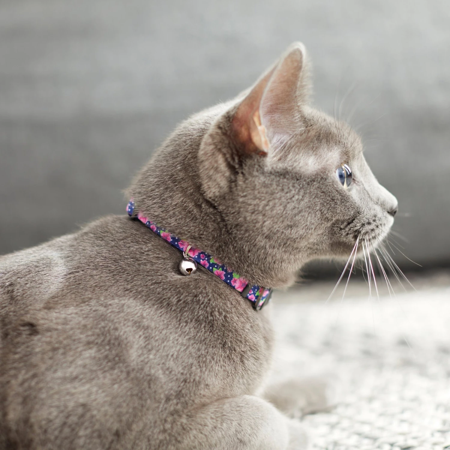 Frisco Midnight Floral Cat Collar 4 Frisco Midnight Floral Cat Collar - Image 4