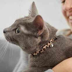 Leopard Print Cat Collar -Frisco Sales Store 269496 PT4. AC SS1800 V1617037438