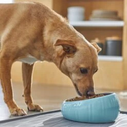 Frisco Slanted Ceramic Dog Bowl 6 Frisco Slanted Ceramic Dog Bowl -Frisco Sales Store 270221 PT2. AC SS1800 V1620761979