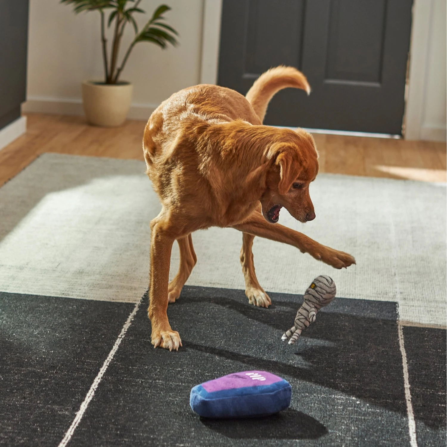 Frisco Halloween Mummy & Coffin Plush Squeaky Dog Toy 3 Frisco Halloween Mummy & Coffin Plush Squeaky Dog Toy - Image 3