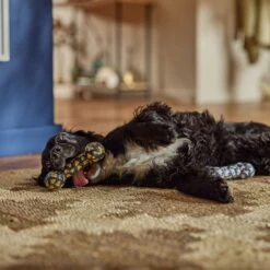 Frisco Halloween Candy Corn & Ghosts TPR Bone Squeaky Dog Toy, 2 Count 7 Frisco Halloween Candy Corn & Ghosts TPR Bone Squeaky Dog Toy, 2 Count -Frisco Sales Store 270529 PT3. AC SS1800 V1689876508