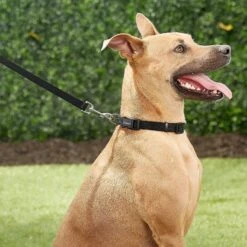 Frisco Solid Nylon Personalized Dog Leash -Frisco Sales Store 270716 PT6. AC SS1800 V1628029678