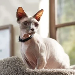 Frisco Nylon Personalized Breakaway Cat Collar With Bell -Frisco Sales Store 270731 PT6. AC SS1800 V1629992558