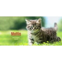 Frisco Basic Insulated Stainless Steel Personalized Mug, 10-oz -Frisco Sales Store 271225 PT2. AC SS1800 V1620401826