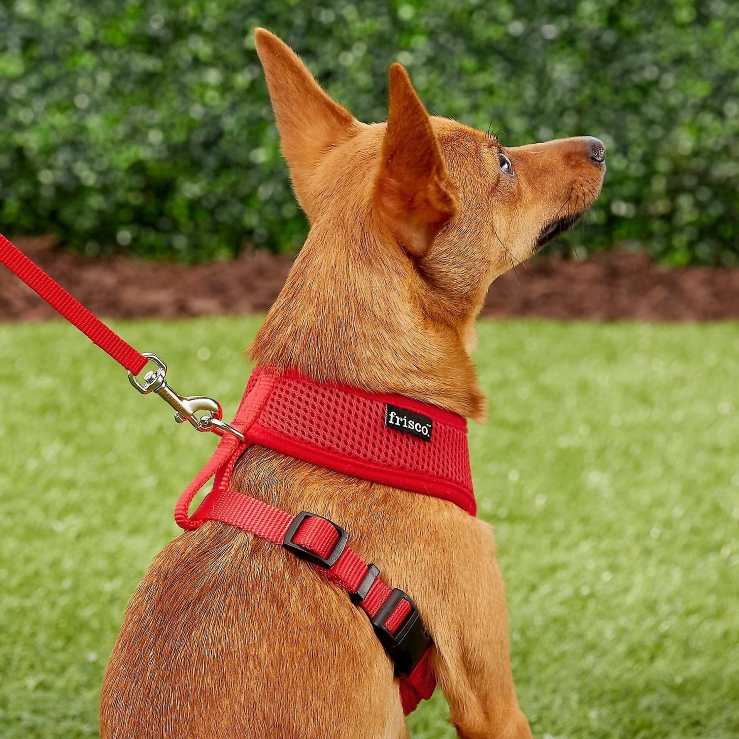 Frisco Small & Medium Breed Soft Mesh Personalized Back Clip Dog Harness 7 Frisco Small & Medium Breed Soft Mesh Personalized Back Clip Dog Harness - Image 7