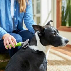 Frisco Soft Slicker Dog Brush, One Size & Frisco Deshedding Dog & Cat Brush 10 Frisco Soft Slicker Dog Brush, One Size & Frisco Deshedding Dog & Cat Brush -Frisco Sales Store 276229 PT3. AC SS1800 V1616194590