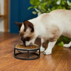 Frisco Elevated Stainless Steel Dish Cat Bowl, 1 Cup 10 Frisco Elevated Stainless Steel Dish Cat Bowl, 1 Cup -Frisco Sales Store 277517 PT3. AC SS1800 V1630347977