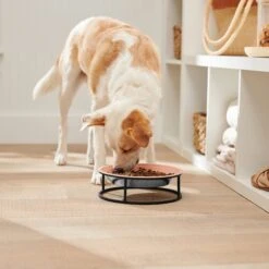 Frisco Elevated Non-skid Stainless Steel Dog & Cat Bowl 8 Frisco Elevated Non-skid Stainless Steel Dog & Cat Bowl -Frisco Sales Store 277523 PT2. AC SS1800 V1630346993