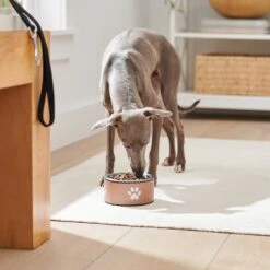 Frisco Paw Print Non-Skid Stainless Steel Dog & Cat Bowl 9 Frisco Paw Print Non-Skid Stainless Steel Dog & Cat Bowl -Frisco Sales Store 277546 PT2. AC SS1800 V1630346697
