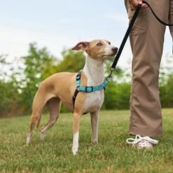 Frisco Padded Reflective No Pull Harness -Frisco Sales Store 277892 PT4. AC SS1800 V1629816716