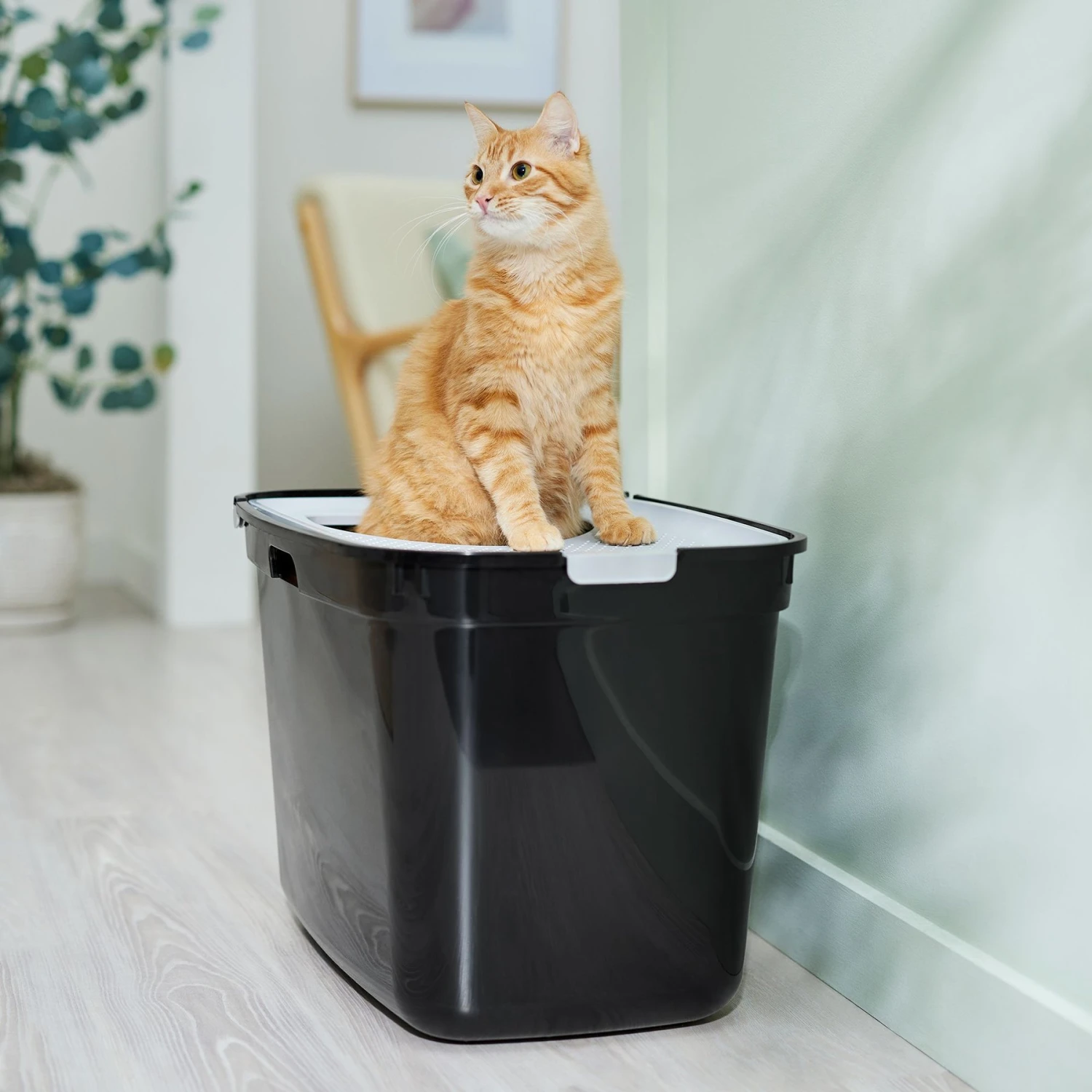 Frisco Top Entry Cat Litter Box, Extra Large 1 Frisco Top Entry Cat Litter Box, Extra Large