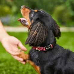 Frisco Buffalo Check Polyester Personalized Dog Collar 9 Frisco Buffalo Check Polyester Personalized Dog Collar -Frisco Sales Store 280763 PT4. AC SS1800 V1621277566