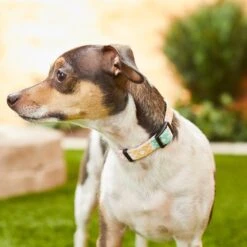 Frisco Pastel Tie Dye Polyester Personalized Dog Collar -Frisco Sales Store 280770 PT4. AC SS1800 V1621275733