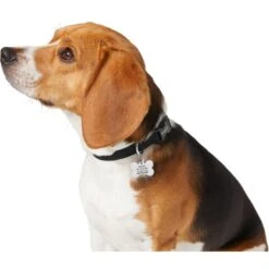 Frisco Chewy Stainless Steel Personalized Dog ID Tag With Enamel Infill -Frisco Sales Store 281945 PT6. AC SS1800 V1624334875