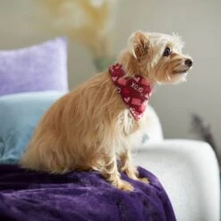 Frisco Love Letters Dog & Cat Bandana 12 Frisco Love Letters Dog & Cat Bandana -Frisco Sales Store 292051 PT7. AC SS1800 V1702598609