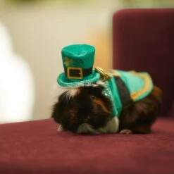 Frisco Guinea Pig St. Patrick's Day Costume -Frisco Sales Store 292196 PT8. AC SS1800 V1639597343