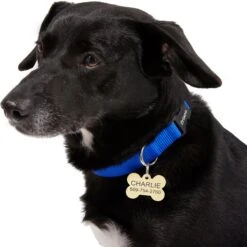 Frisco Brass Personalized Dog ID Tag -Frisco Sales Store 296191 PT6. AC SS1800 V1628186565