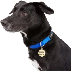 Frisco Brass Personalized Dog & Cat ID Tag, Round 9 Frisco Brass Personalized Dog & Cat ID Tag, Round -Frisco Sales Store 296194 PT6. AC SS1800 V1628186507