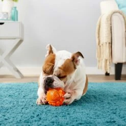 Frisco Fetch Squeaky TPR Ball Dog Toy & Bones & Chews Pig Ear Chews Dog Treats 8 Frisco Fetch Squeaky TPR Ball Dog Toy & Bones & Chews Pig Ear Chews Dog Treats -Frisco Sales Store 297964 PT3. AC SS1800 V1623252759