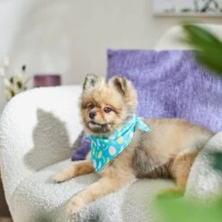 Frisco Spring Easter Egg Dog & Cat Bandana 12 Frisco Spring Easter Egg Dog & Cat Bandana -Frisco Sales Store 300663 PT5. AC SS1800 V1641539822