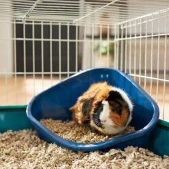 Frisco Corner Small Pet Litter Box & Frisco Small Pet Paper Bedding -Frisco Sales Store 301918 PT3. AC SS1800 V1644972101