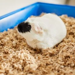 Frisco High Sided Small Pet Litter Box & Frisco Small Pet Paper Bedding -Frisco Sales Store 301934 PT6. AC SS1800 V1644966762