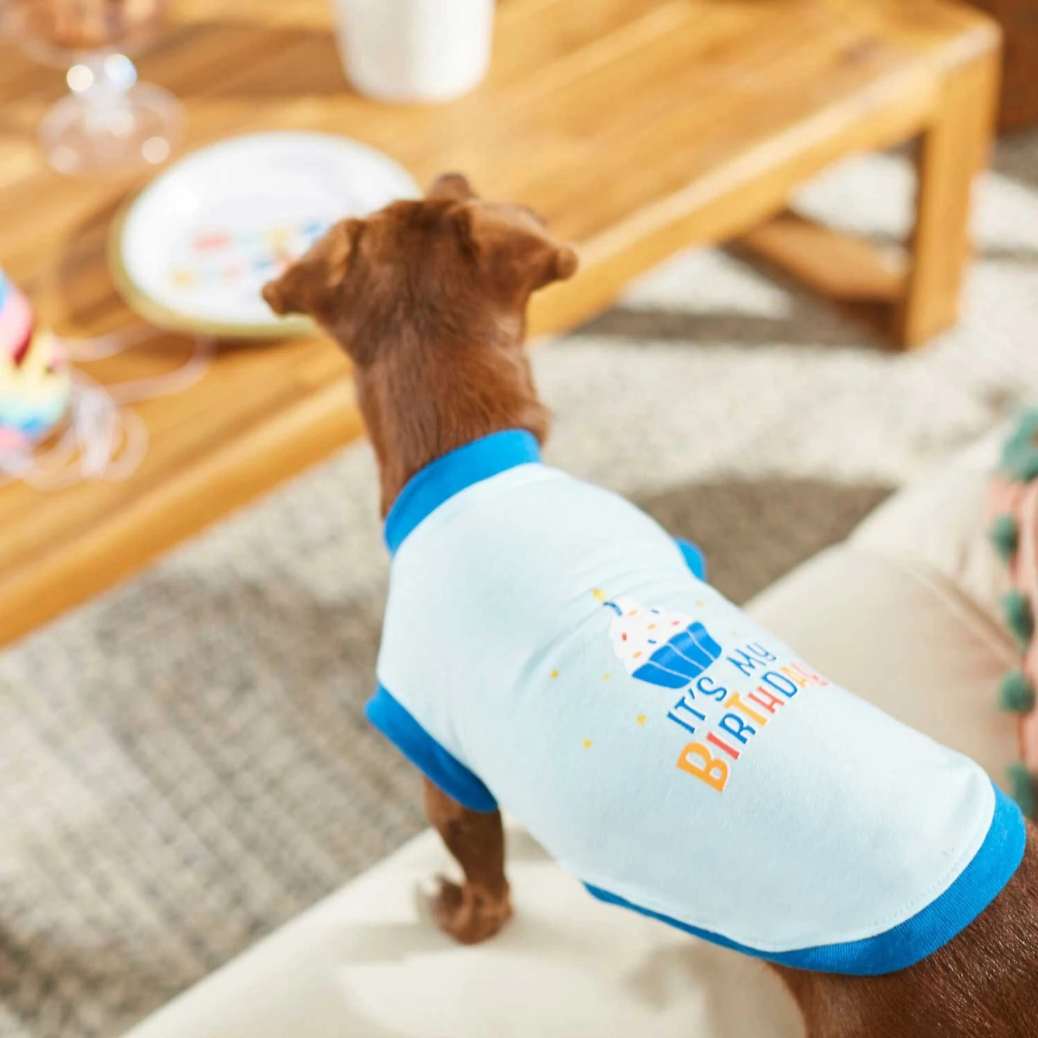 Frisco Birthday Cake Dog & Cat Hat & Frisco It's My Birthday & Cat T-Shirt 8 Frisco Birthday Cake Dog & Cat Hat & Frisco It's My Birthday & Cat T-Shirt - Image 8