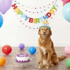 Frisco Birthday Cake Dog & Cat Hat & Frisco It's My Birthday Dog & Cat T-Shirt, Pink -Frisco Sales Store 302398 PT3. AC SS1800 V1623061661