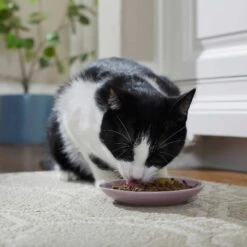 Frisco Paris Non-skid Ceramic Cat Dish & Frisco Paris Non-skid Ceramic Cat Dish 13 Frisco Paris Non-skid Ceramic Cat Dish & Frisco Paris Non-skid Ceramic Cat Dish -Frisco Sales Store 302490 PT4. AC SS1800 V1623074555