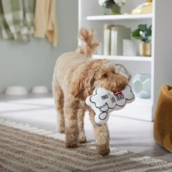 Frisco St. Patrick's Thought Bubble Reversible Plush Squeaky Dog Toy -Frisco Sales Store 303134 PT4. AC SS1800 V1702500565