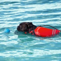 Frisco Active Dog Life Jacket & Frisco Foam Rubber Floating Fetch Ball No Squeak Dog Toy -Frisco Sales Store 303364 PT8. AC SS1800 V1623163654