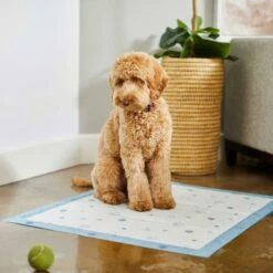 Frisco Fold & Carry Single Door Collapsible Wire Dog Crate & Frisco Premium Extra Large Printed Dog Training & Potty Pads -Frisco Sales Store 303438 PT8. AC SS1800 V1623051743