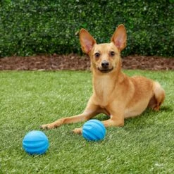 Frisco Neoprene Dog Life Jacket & Frisco Foam Rubber Floating Fetch Ball No Squeak Dog Toy -Frisco Sales Store 303480 PT7. AC SS1800 V1623064950