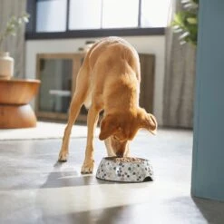Frisco Terrazzo Design Stainless Steel Dog & Cat Bowl 9 Frisco Terrazzo Design Stainless Steel Dog & Cat Bowl -Frisco Sales Store 311957 PT2. AC SS1800 V1642535493