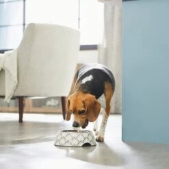 Frisco Moroccan Design Stainless Steel Dog & Cat Bowl 10 Frisco Moroccan Design Stainless Steel Dog & Cat Bowl -Frisco Sales Store 311963 PT2. AC SS1800 V1642542922