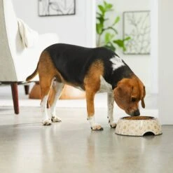 Frisco Circle Design Stainless Steel Dog & Cat Bowl 9 Frisco Circle Design Stainless Steel Dog & Cat Bowl -Frisco Sales Store 311969 PT2. AC SS1800 V1642542858