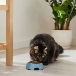 Frisco Coral Design Stainless Steel Dog & Cat Bowl 11 Frisco Coral Design Stainless Steel Dog & Cat Bowl -Frisco Sales Store 311972 PT3. AC SS1800 V1642542435