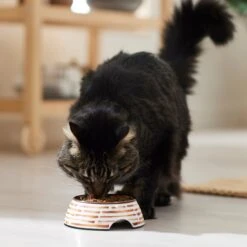 Frisco Copper Print Design Stainless Steel Dog & Cat Bowl 11 Frisco Copper Print Design Stainless Steel Dog & Cat Bowl -Frisco Sales Store 311975 PT3. AC SS1800 V1642542357